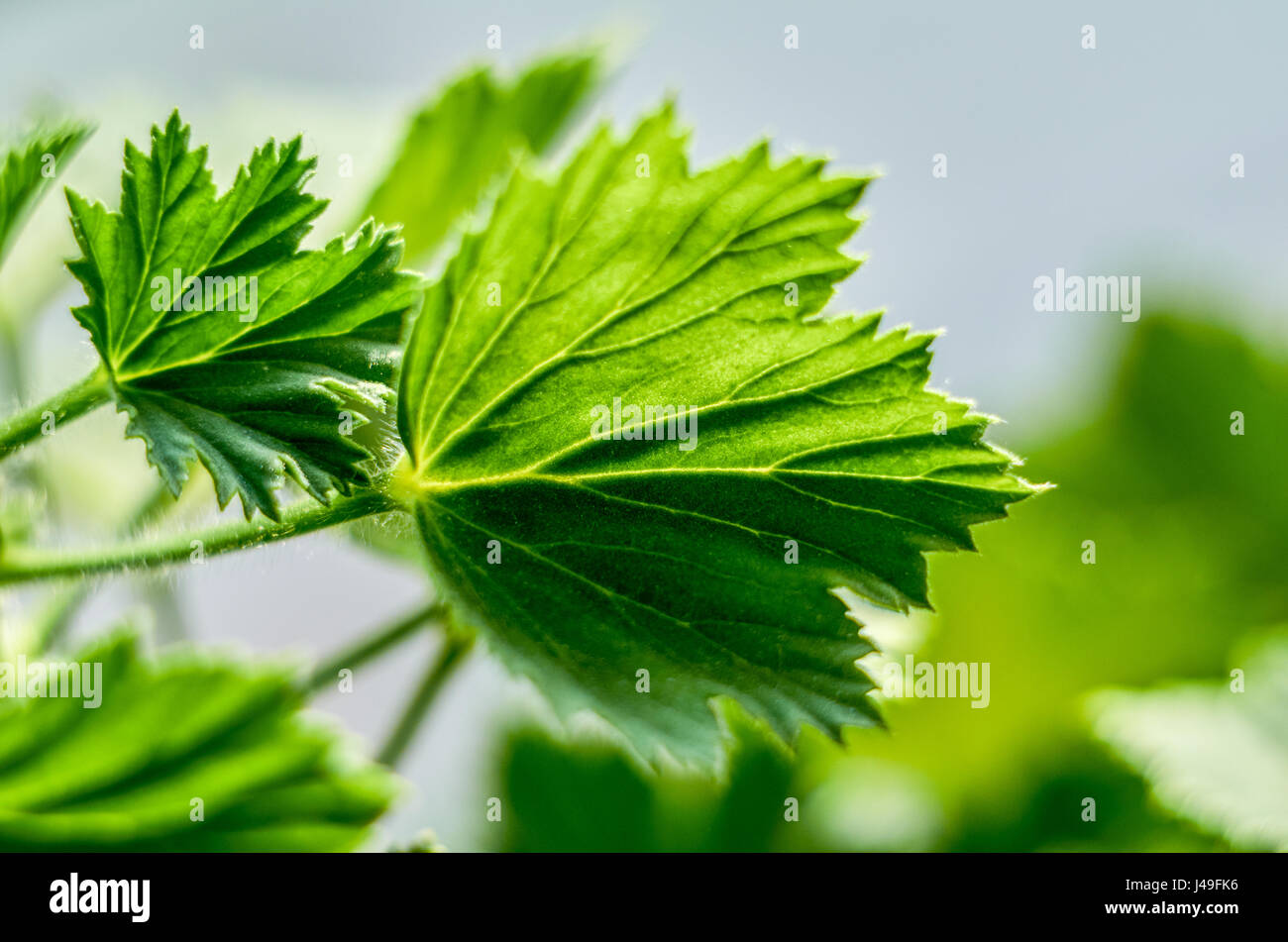 Königliche Pelargonien Blätter - Pelargonium grandiflorum Stockfoto