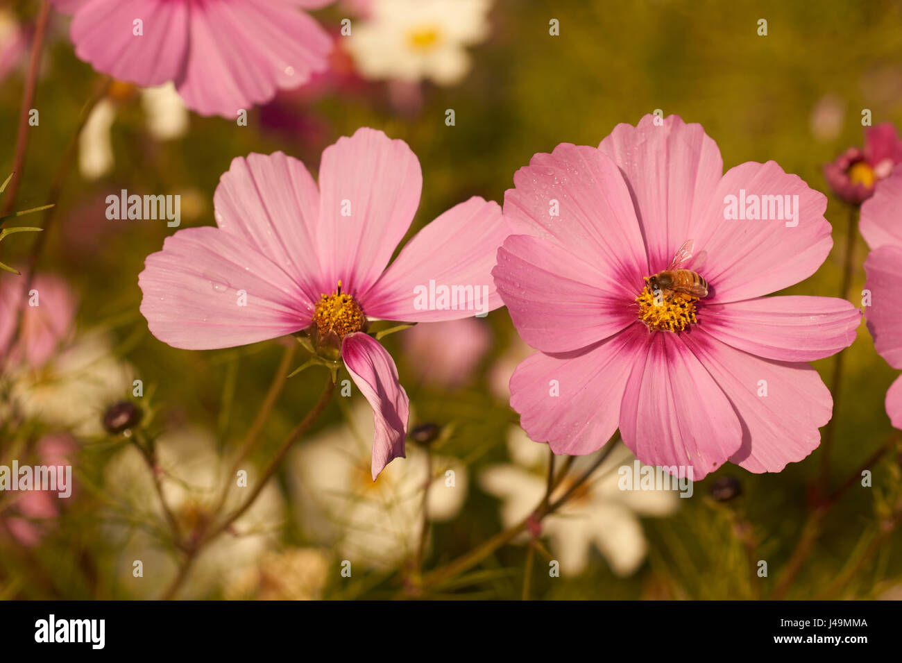 Foto von rosa Cosmos Bipinnatus Blume Stockfoto