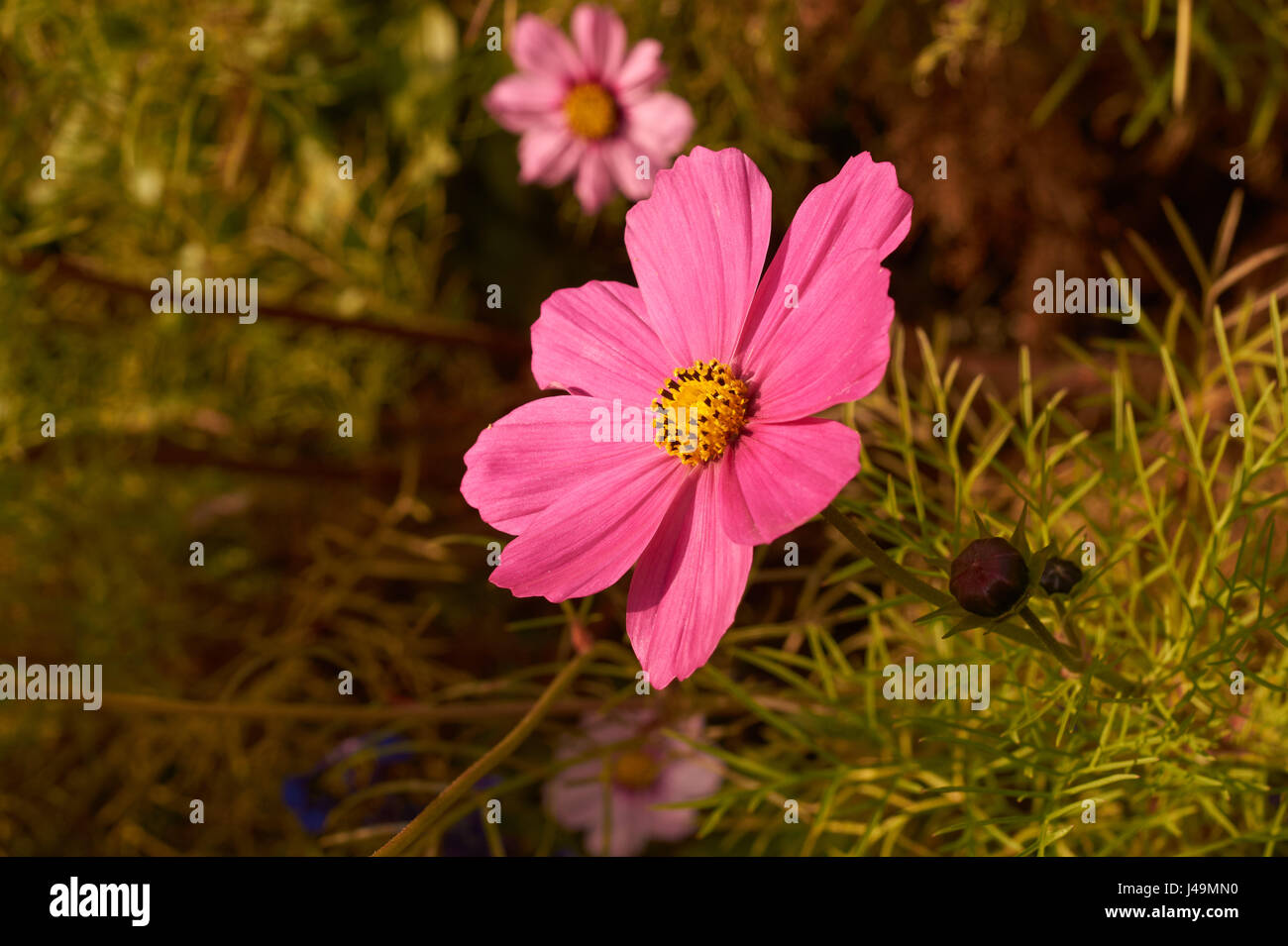 Foto von rosa Cosmos Bipinnatus Blume Stockfoto
