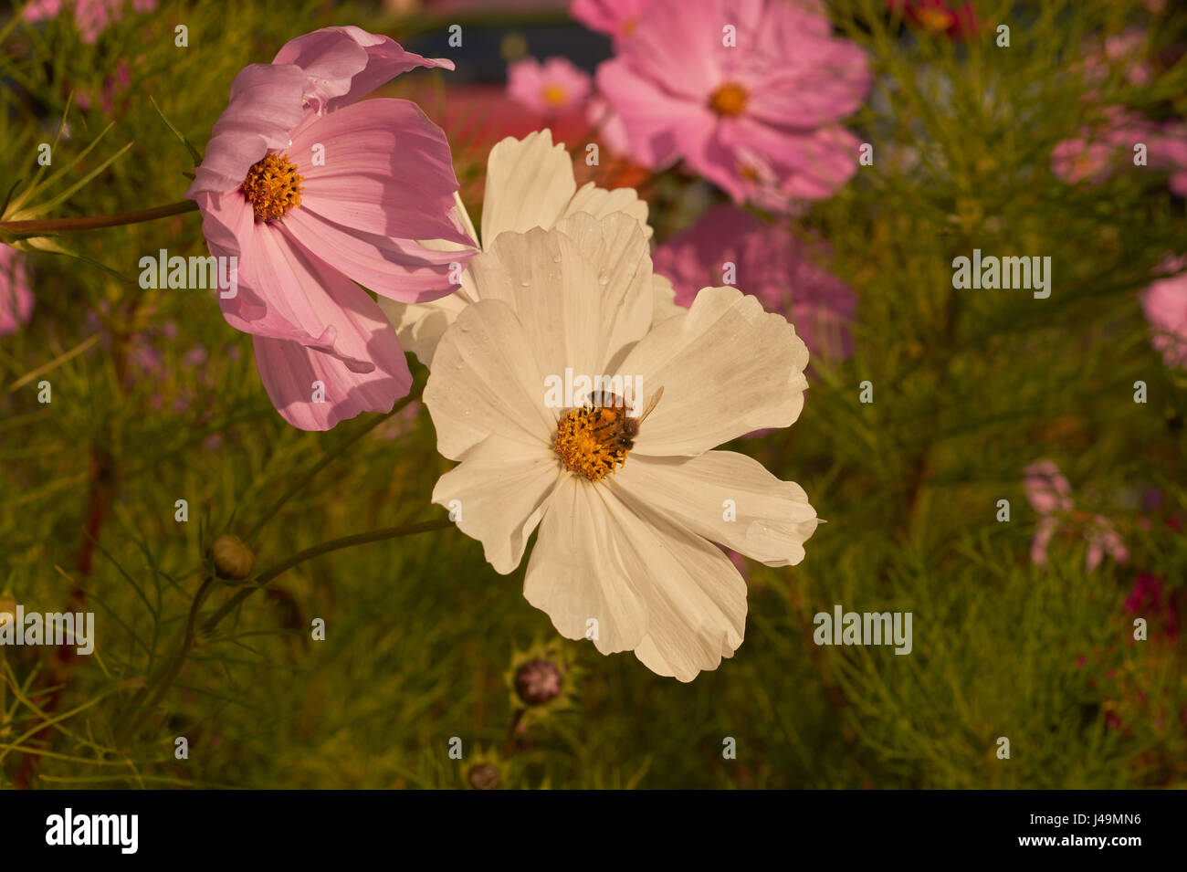 Foto von rosa Cosmos Bipinnatus Blume Stockfoto