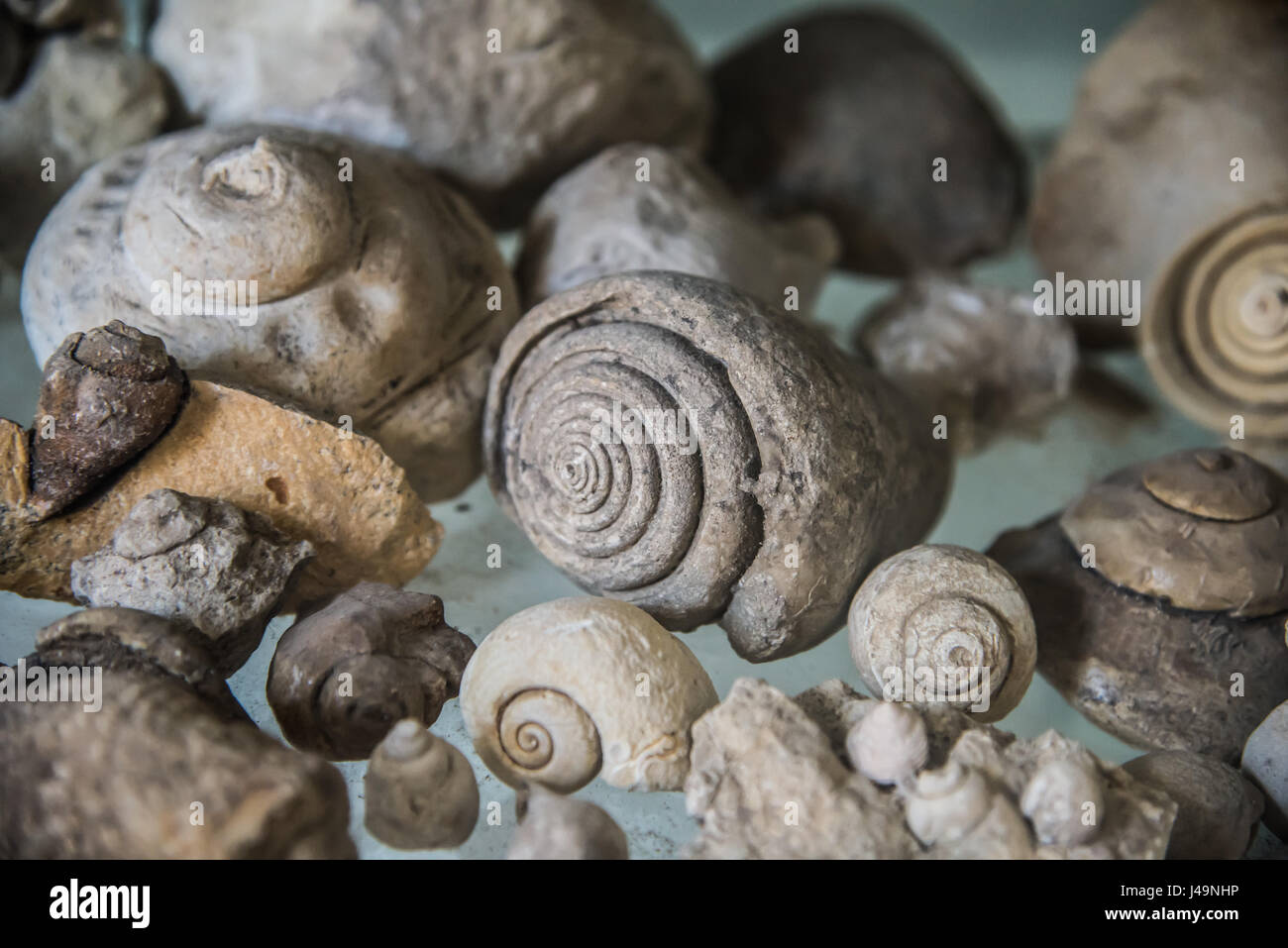 Eine Reihe von fossilen ins museum Stockfoto