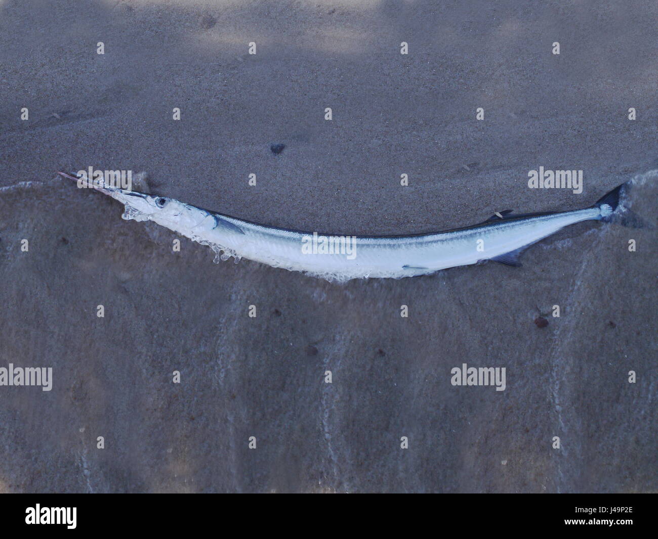 lange Hornhecht auf Sand Hintergrund Stockfoto