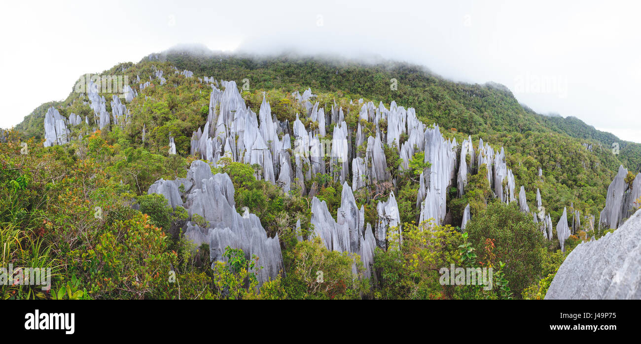 Kalkstein Pinnacles in Gunung Mulu National park Stockfoto
