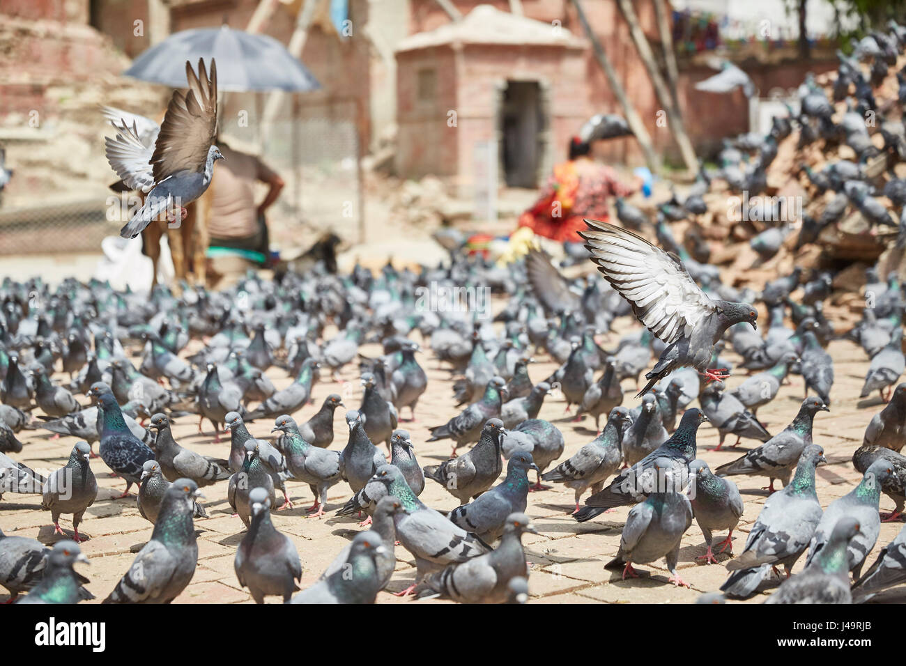 Junges Kind durchläuft Tauben, Durbar Square, Kathmandu, Nepal Stockfoto