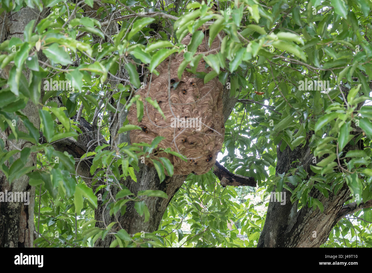 Wespennest im Baum Stockfoto