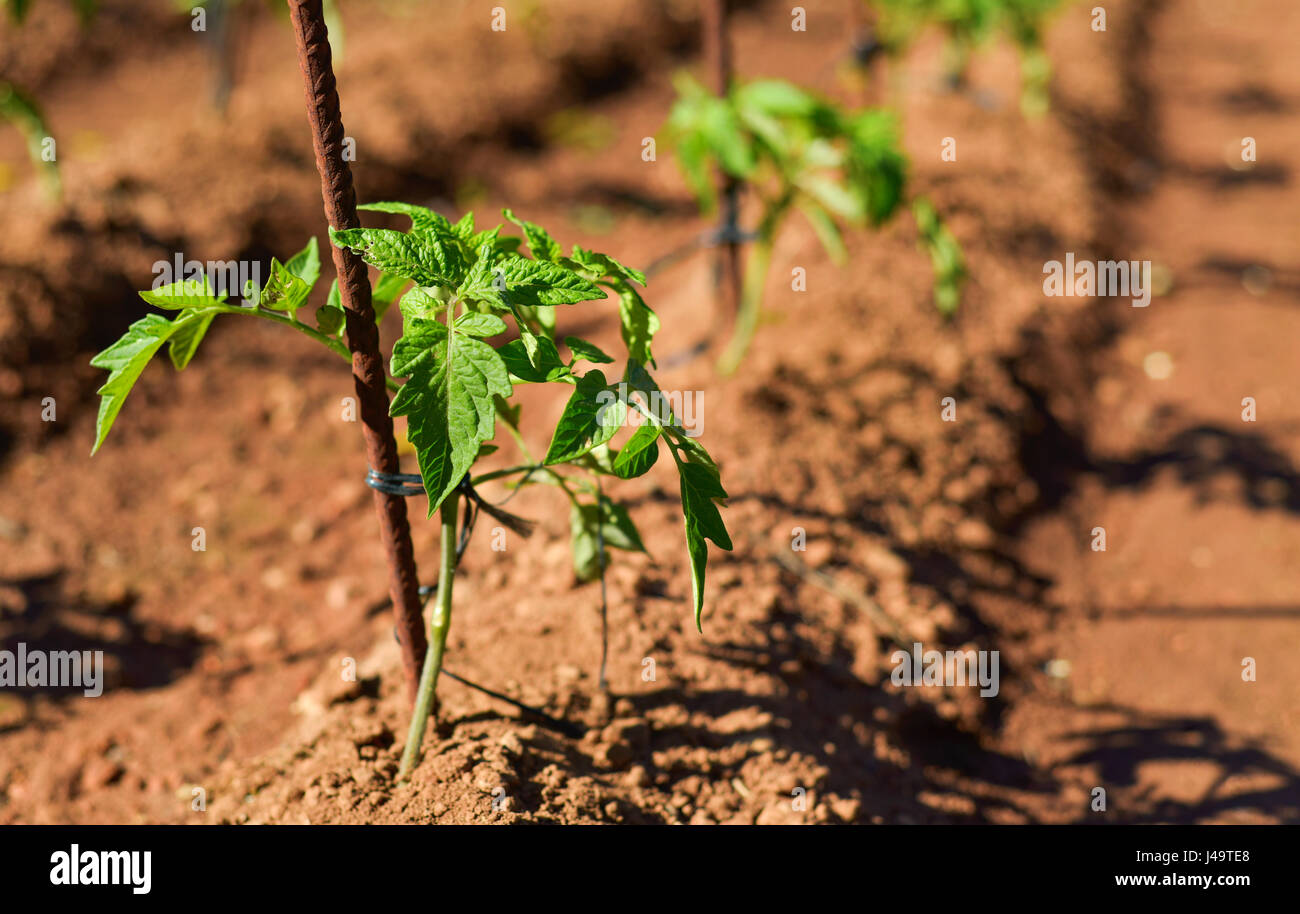 Nahaufnahme von einige Tomatenpflanzen in einem Bio-Obstgarten Stockfoto