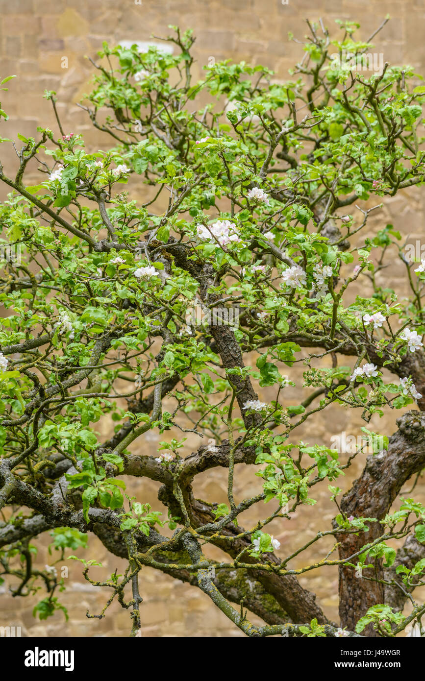 Blühen Sie auf dem Apfelbaum (angeblich abgeleitet von der inspirierte Isaac Newton) im vorderen Garten des Trinity College an der Universität von Cam Stockfoto