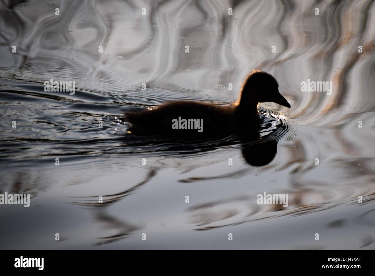 Silhouette der eine junge Stockente Entlein auf noch ruhigen Wasser Stockfoto