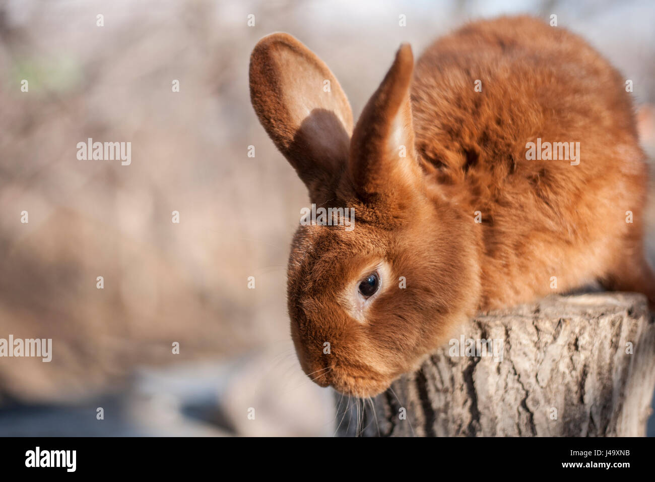 Schöner brauner Hase Stockfoto