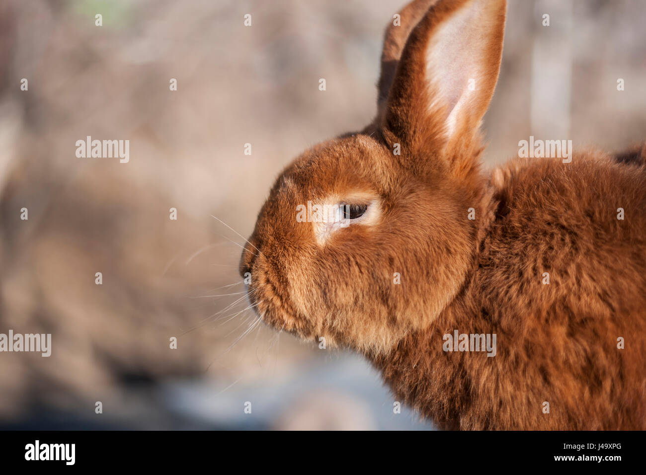 Schließen Sie herauf Bild eines flauschige braune Hasen Stockfoto