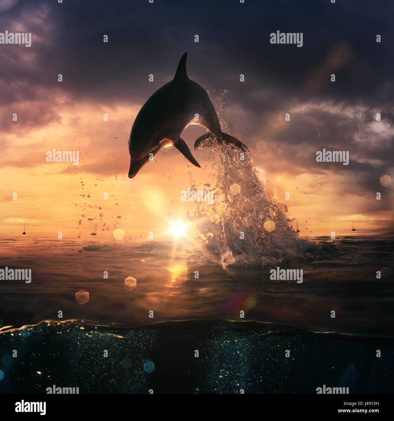 Schone Delphine Schwimmen Bei Sonnenaufgang Stockfotos Und Bilder Kaufen Alamy