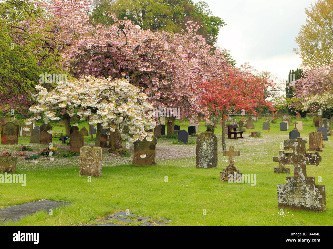 Friedliches Dorf Friedhof, Grabsteine, Kirschblüte, Sculthorpe Norfolk UK Stockfoto