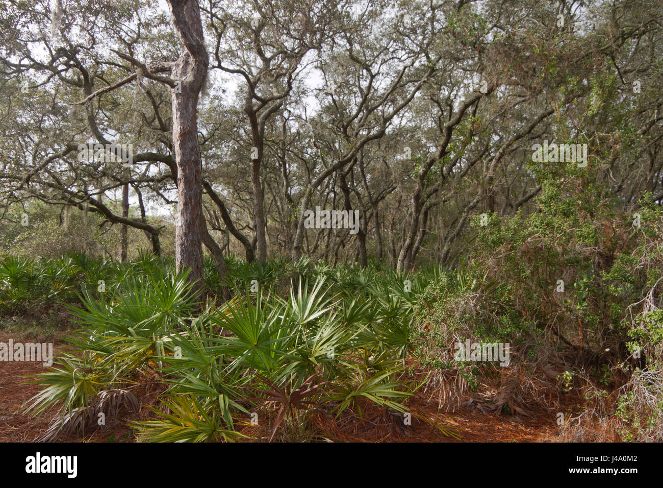 Einem dichten Florida-Wald-Ökosystem mit Bäumen und anderen Pflanzen, angepasst an das wärmere Klima Stockfoto