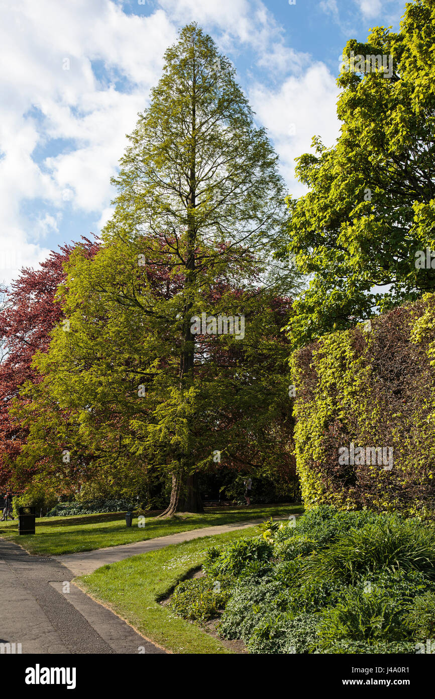 Die seltenen Dawn Redwood-Baum in den botanischen Gärten, Glasgow Stockfoto