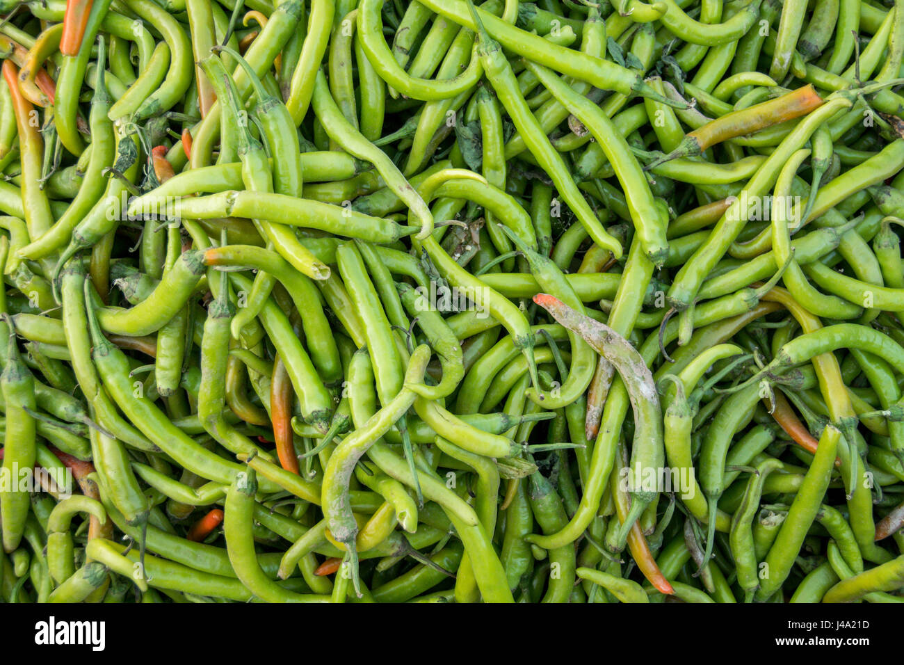 Johri Basar; Haufen von langen grünen Paprika in Jaipur, Indien Stockfoto