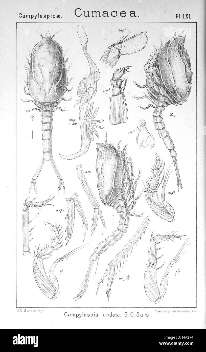 Pl. LXI stellt Campylaspis undata dar, eine Art, die innerhalb einer taxonomischen Klassifikation identifiziert wurde. Diese spezifische Abbildung kann aus einer wissenschaftlichen Publikation oder Sammlung über Meeresbiologie stammen. Stockfoto