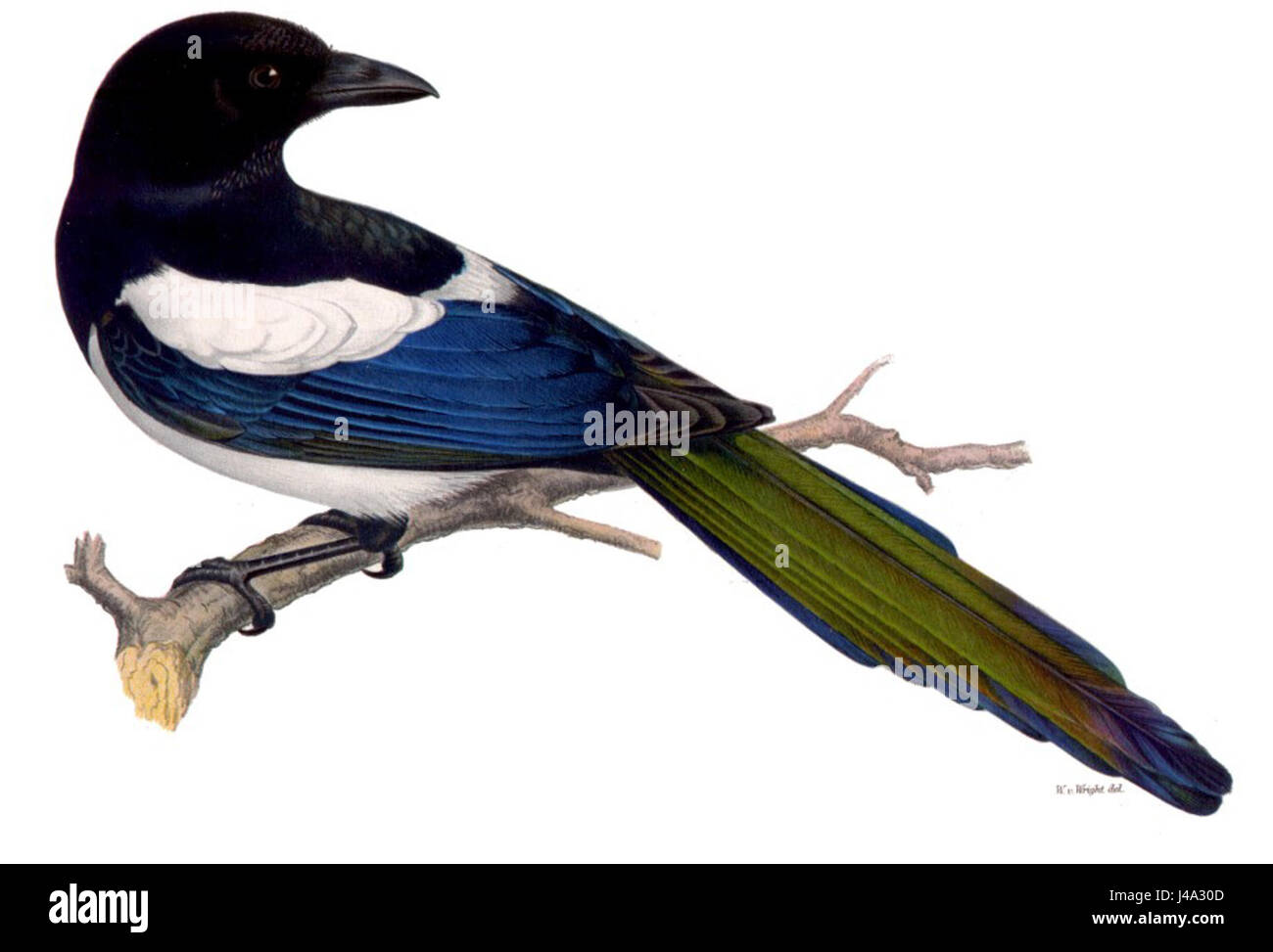 Pica pica, allgemein bekannt als eurasische Elster, ist eine Vogelart, die in Europa und Teilen Asiens vorkommt und sich durch ihr schwarz-weißes Gefieder und ihren langen Schwanz auszeichnet. Stockfoto