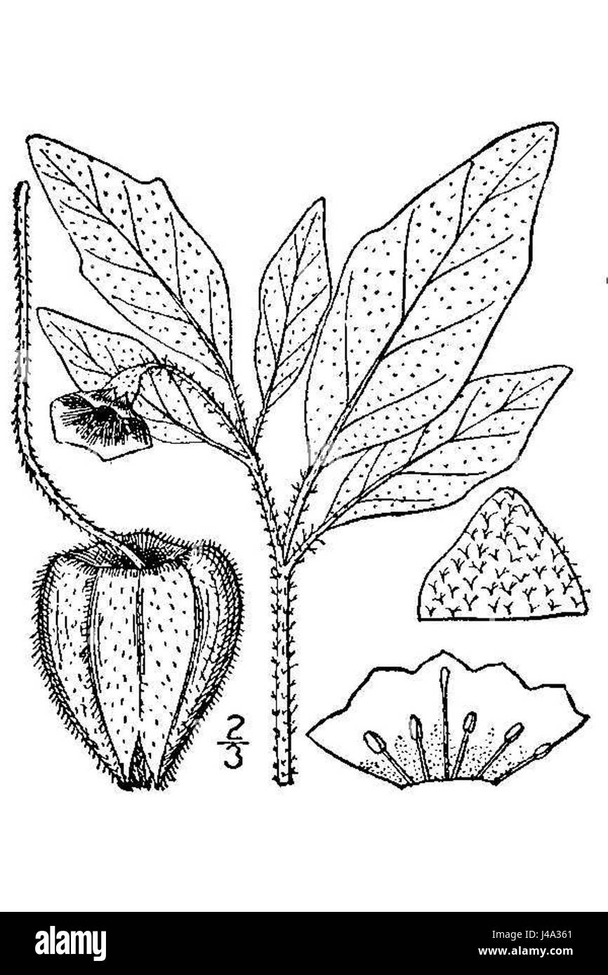 Diese Illustration zeigt *Physalis pumila*, eine Art aus der Familie ...