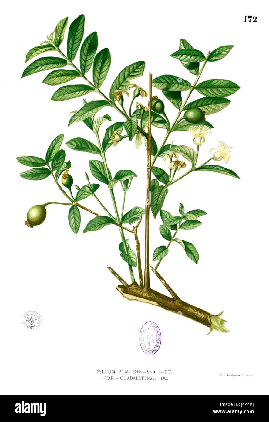 Psidium Guajava, auch bekannt als Guava, ist eine tropische Frucht, die ihren Ursprung in Mittelamerika hat. Es ist bekannt für seinen süßen, würzigen Geschmack und ist reich an Vitaminen, insbesondere Vitamin C. dieser Eintrag bezieht sich wahrscheinlich auf eine botanische Beschreibung von Blanco. Stockfoto