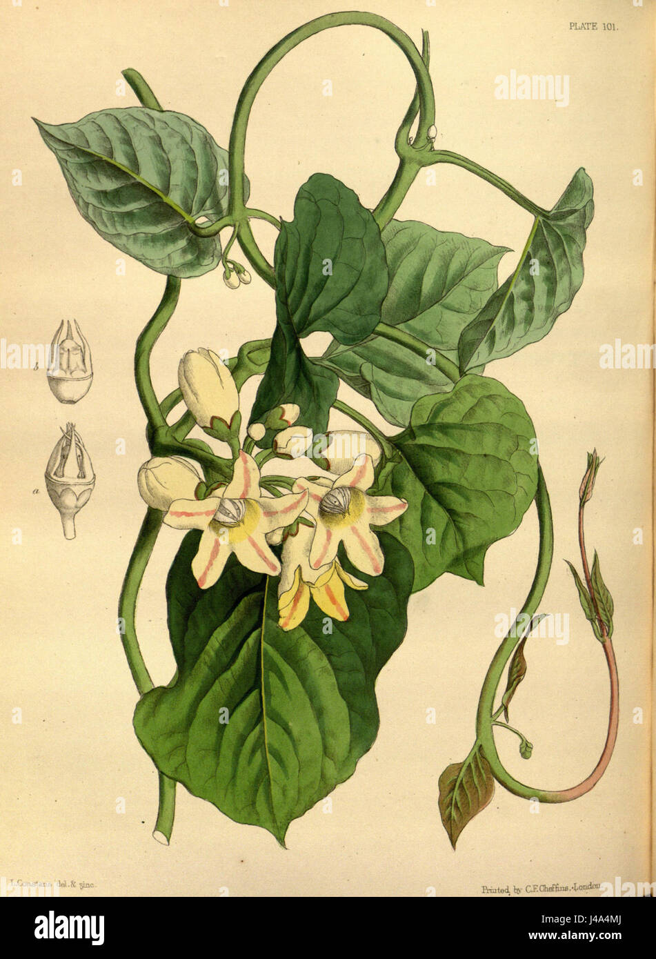 Raphistemma pulchellum, illustriert von Paxton, ist eine Pflanzenart, die für ihre Zierblumen bekannt ist. Paxtonâ Werk zeichnet sich durch seine detaillierten botanischen Illustrationen aus dem 19. Jahrhundert aus. Stockfoto