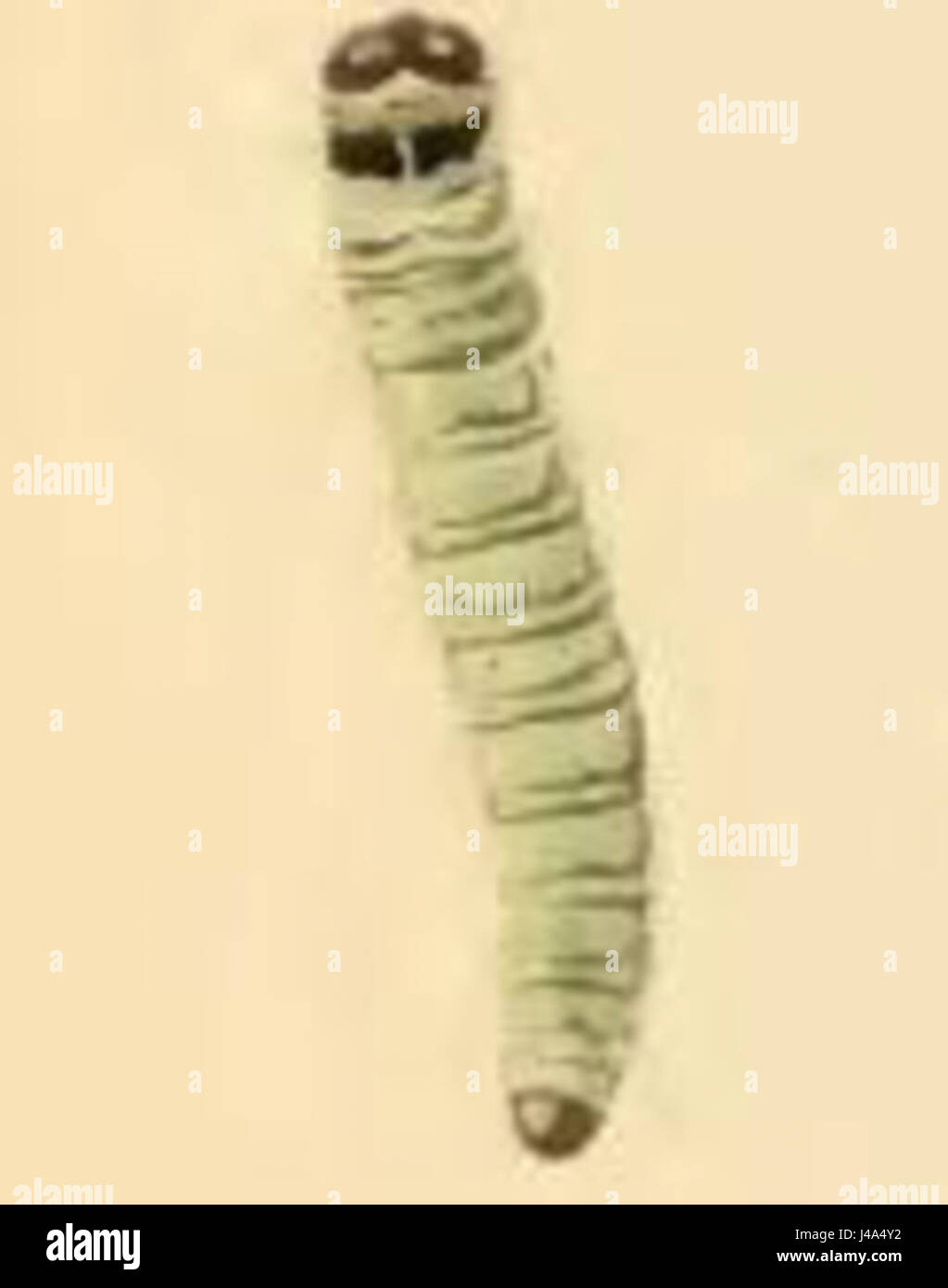 Die junge Larve von Prays fraxinella, einer Mottenart, ist ein kleines Insekt in seinen frühen Entwicklungsstadien. Diese Art ernährt sich während ihrer Larvenphase von Eschen und anderen Pflanzenarten. Stockfoto