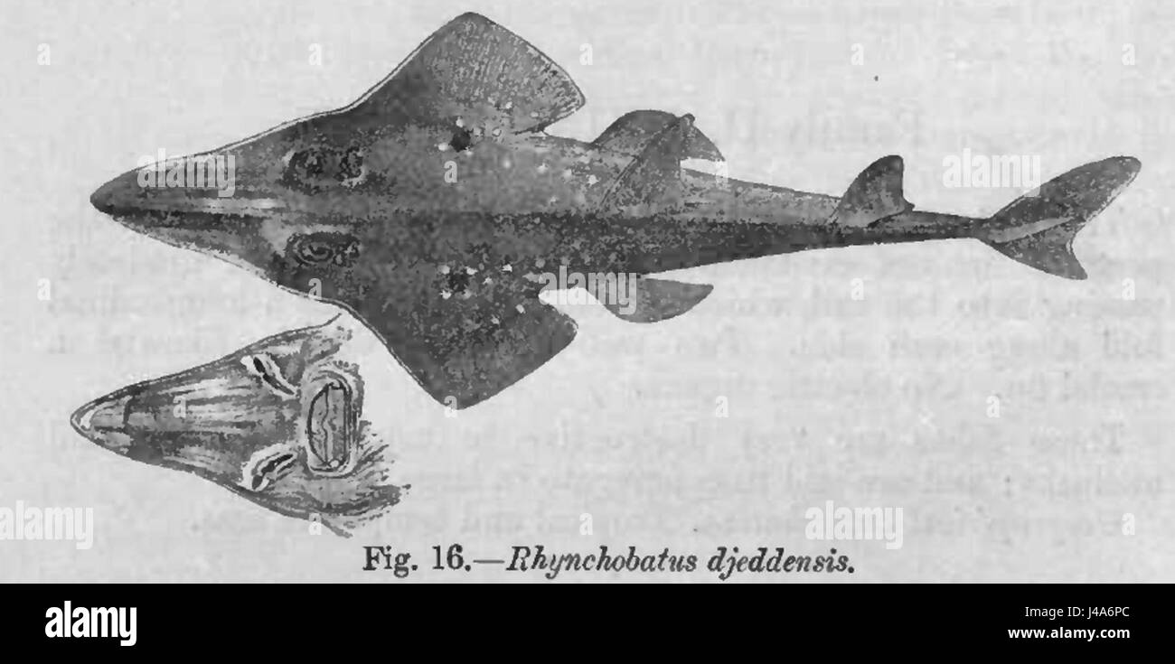 Rhynchobatus djiddensis, auch bekannt als Riesengitarrenfisch, ist eine Art von Rochenfischen, die in Küstengewässern vorkommt und für ihre Größe und ihr unverwechselbares Aussehen bekannt ist. Stockfoto