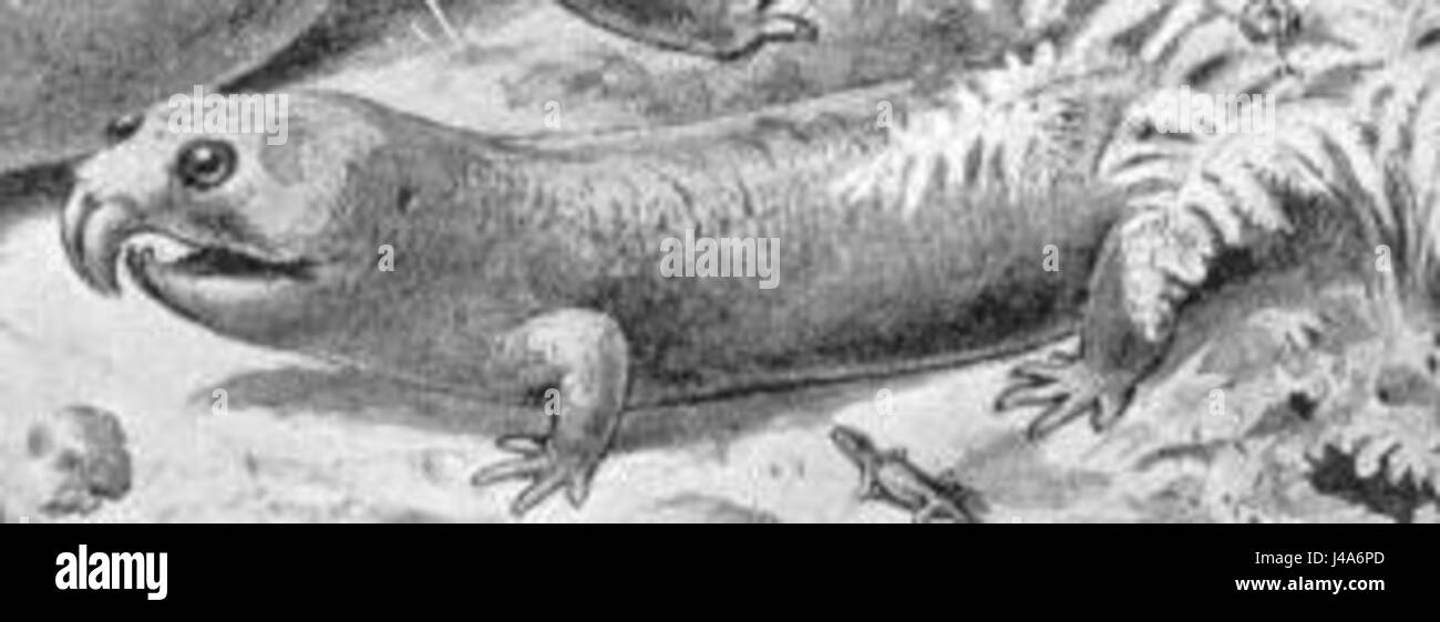 Rhynchosaurus ist eine ausgestorbene Reptiliengattung, die für ihre schnabelartige Schnauze bekannt ist. Diese Tiere lebten während der Triaszeit und werden häufig in der Paläontologie wegen ihrer einzigartigen Eigenschaften und ihrer Rolle in prähistorischen Ökosystemen untersucht. Stockfoto