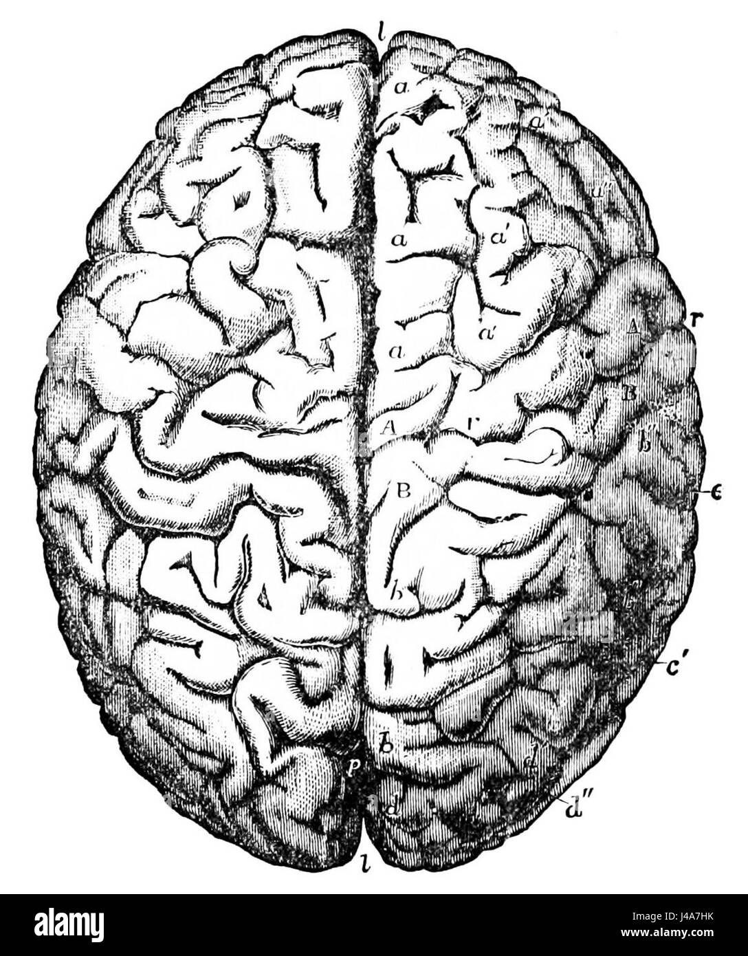 Diese Illustration aus dem *Popular Science Monthly* Band 26 (D768) zeigt das Gehirn von Carl Friedrich Gauß, einem renommierten deutschen Mathematiker und Physiker, der für seine Beiträge zur Zahlentheorie, Astronomie und Physik bekannt ist. Stockfoto