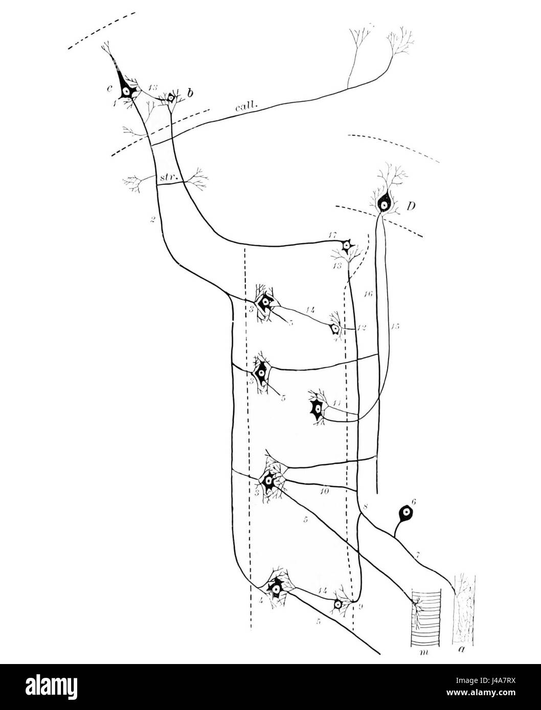 PSM V46 D171 Kommunikation zwischen dem Gehirn und den Körper durch Sinneszellen Stockfoto