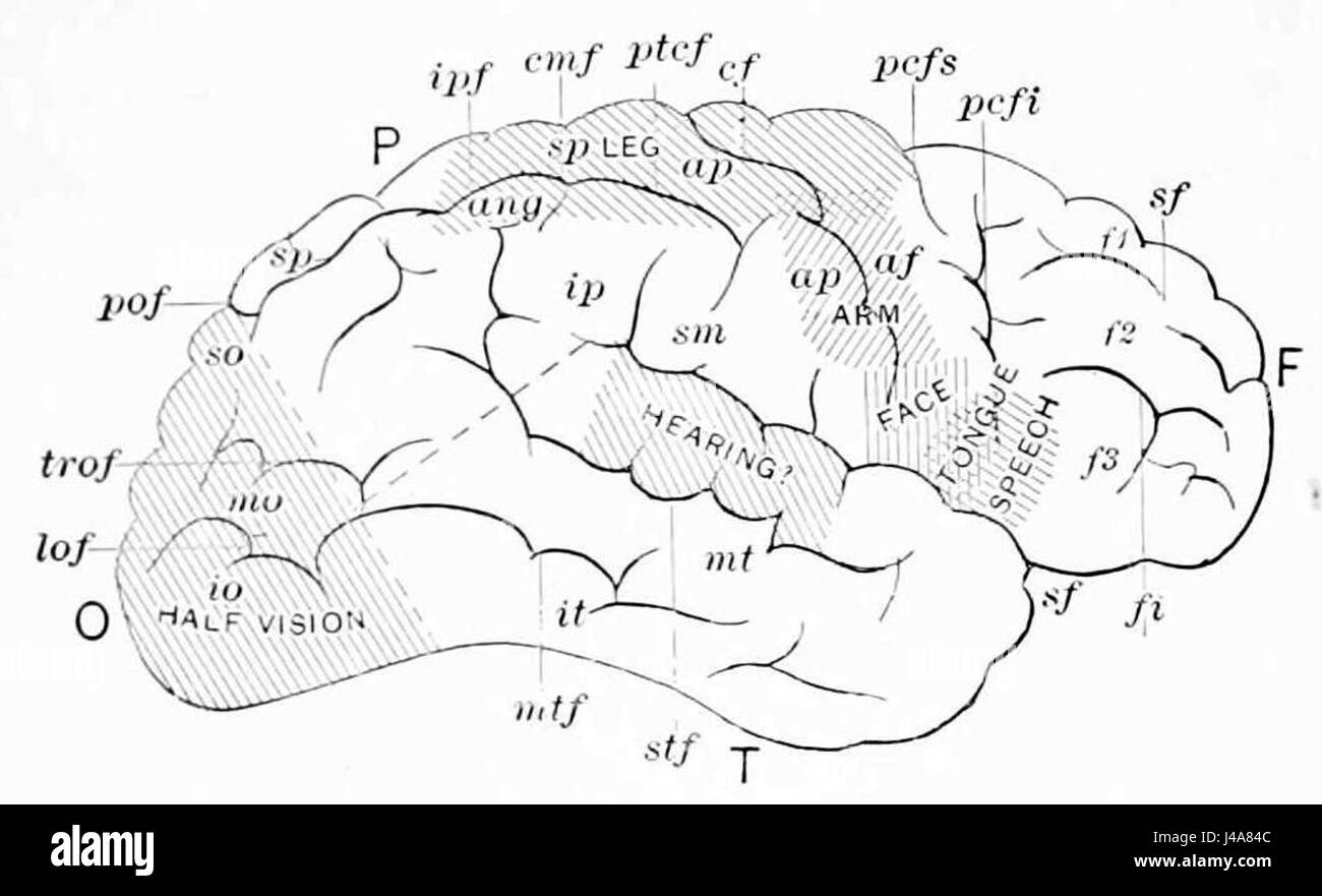 PSM V46 D172 Charts der Kontrolle des Gehirns 1 Stockfoto