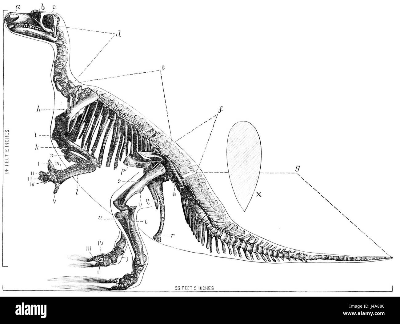 PSM V24 D370 Iguanodon bernissartensis Stockfoto