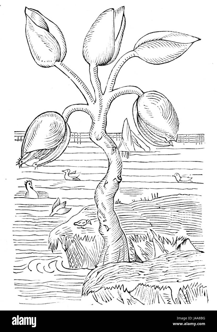 PSM V04 D585 Gans Baum Stockfoto