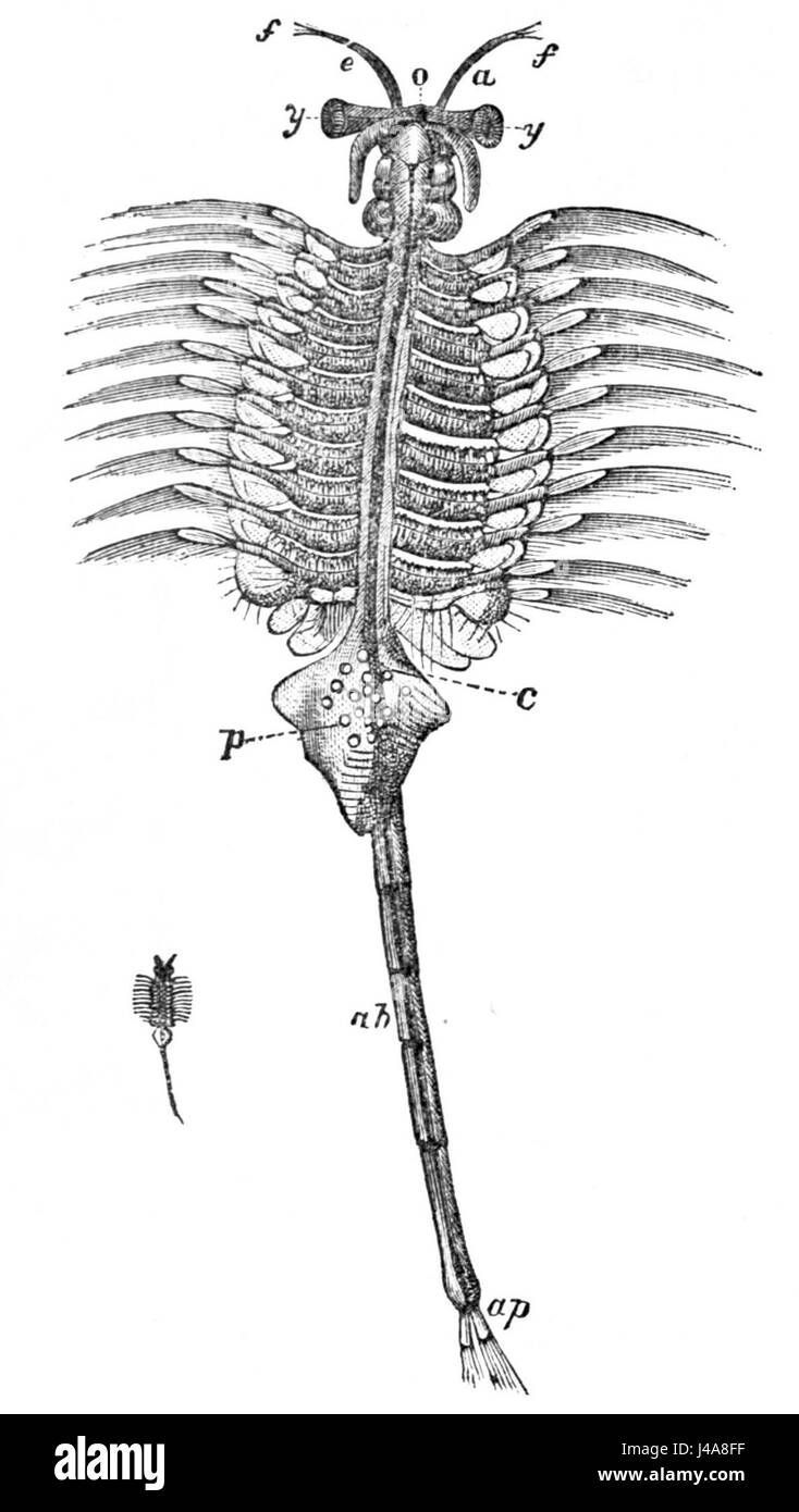 PSM V04 D218 Artemia salina Stockfoto