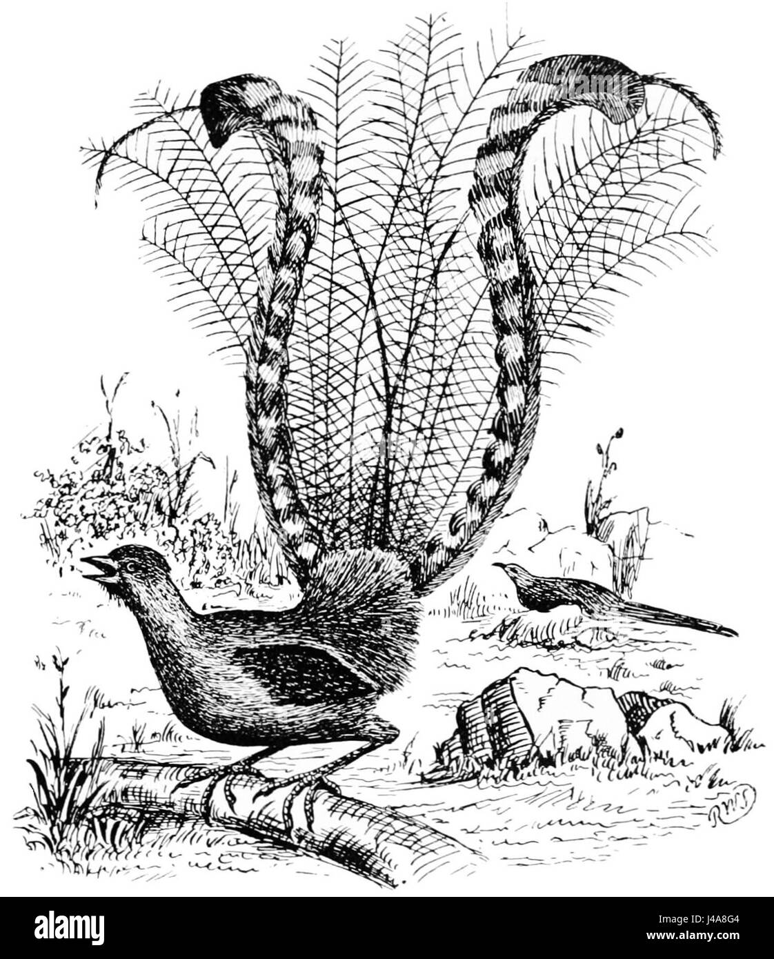 Dies bezieht sich auf einen Eintrag aus dem „Popular Science Monthly“ (PSM) in Band 46, der den Leiervogel (Menura superba) zeigt. Der Leiervogel ist bekannt für seine beeindruckende Mimikry und seine komplizierten Federn, die oft als einer der bemerkenswertesten Vögel in Bezug auf Verhalten und Aussehen angesehen werden. Stockfoto