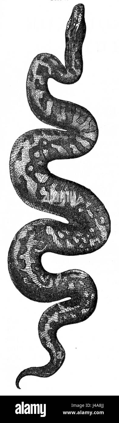 PSM V04 D272 Port natal python Stockfoto