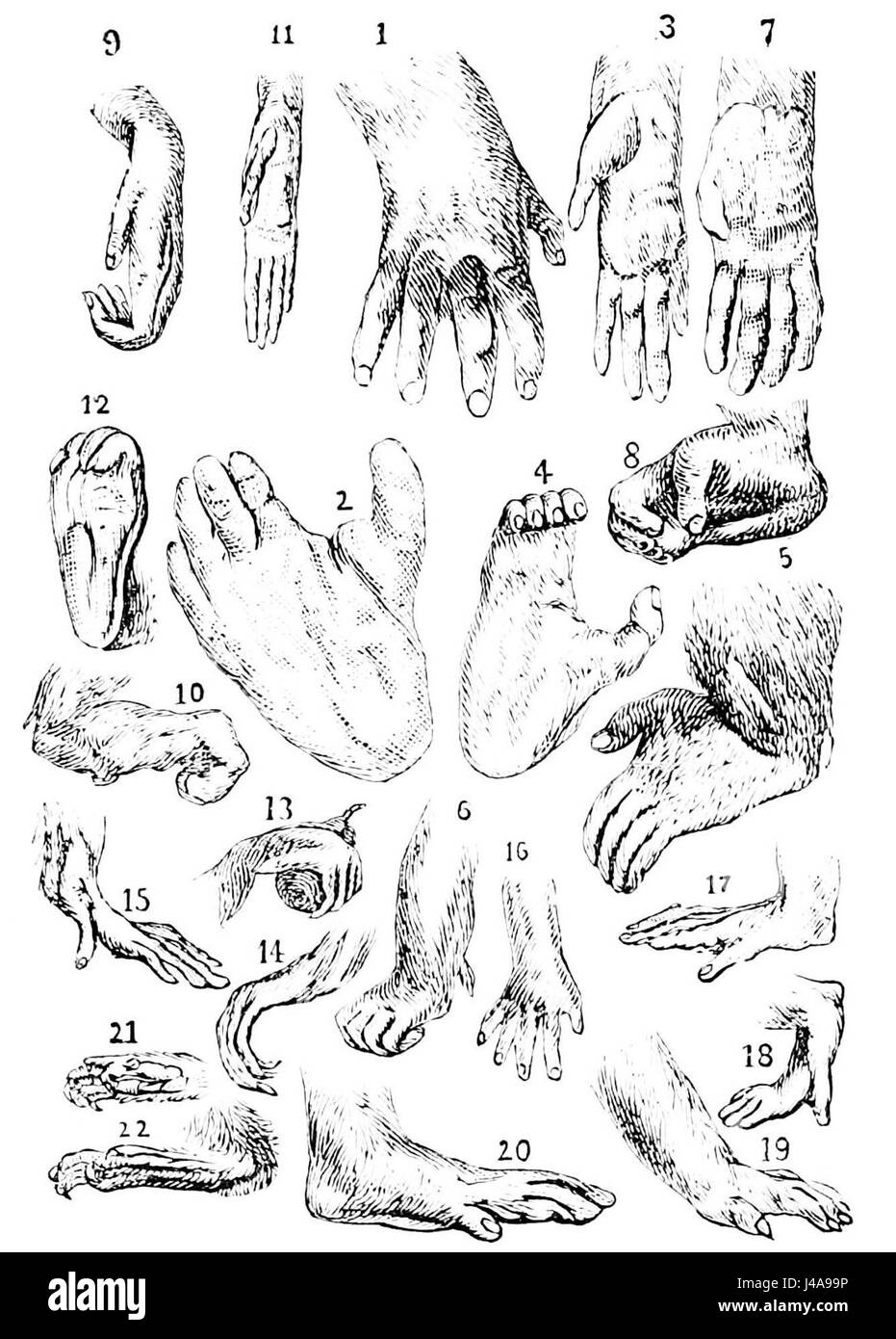 PSM V13 D450 Hände und Füße von Affen und Affen Stockfoto