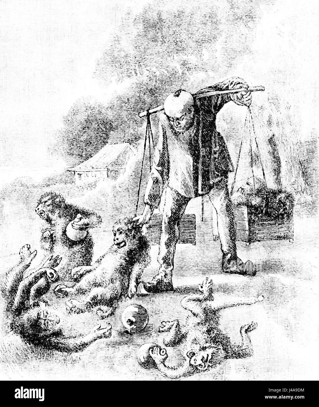 PSM V22 D623 der Lohn der Sünde betrunkenen Makaken Stockfoto