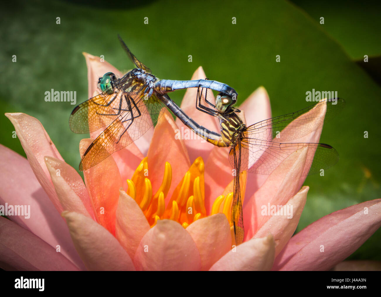 Zwei blaue Libellen Paarung Stockfoto