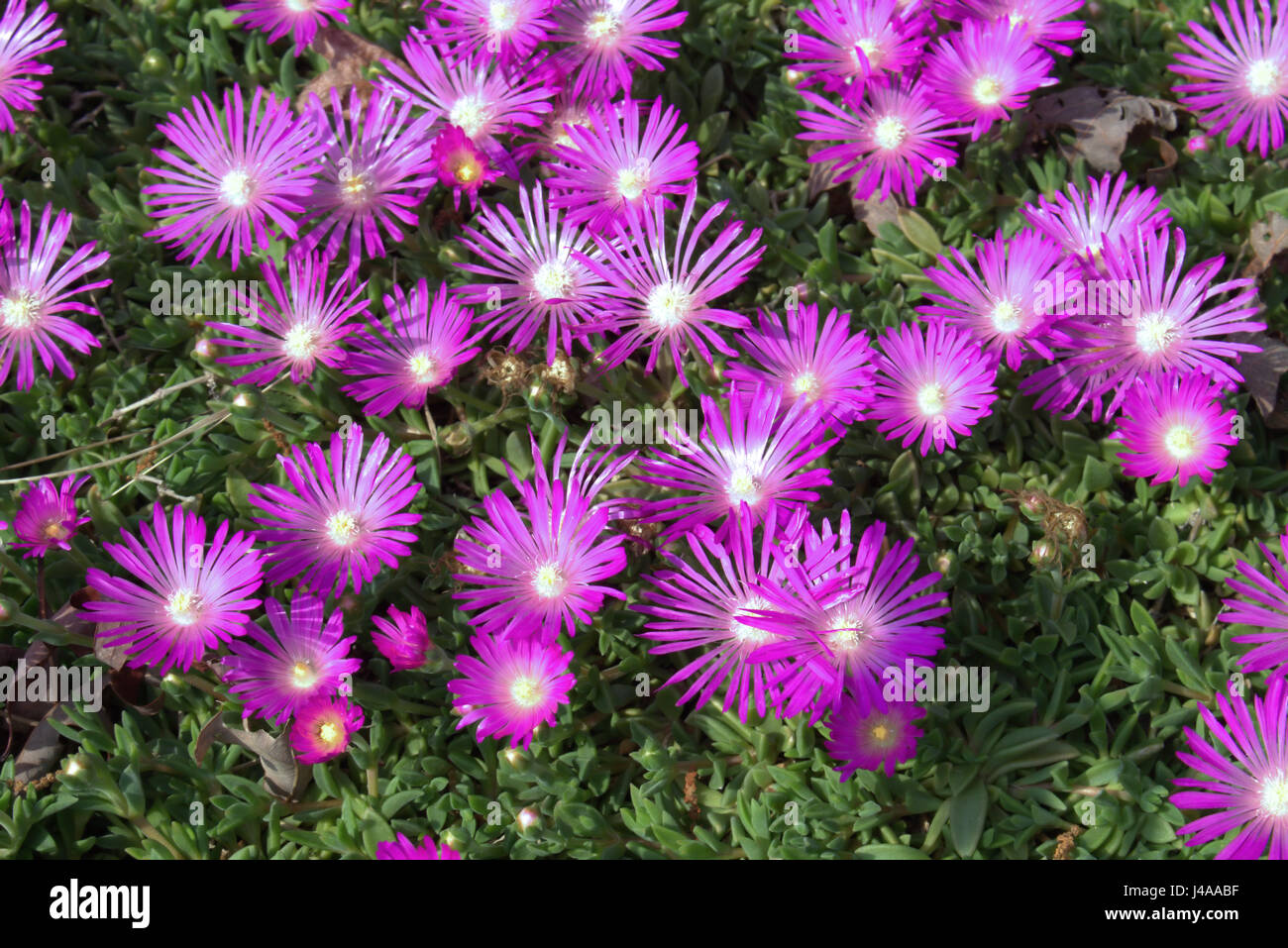 Sukkulente Mit Lila Blüten Stockfotos und -bilder Kaufen - Alamy