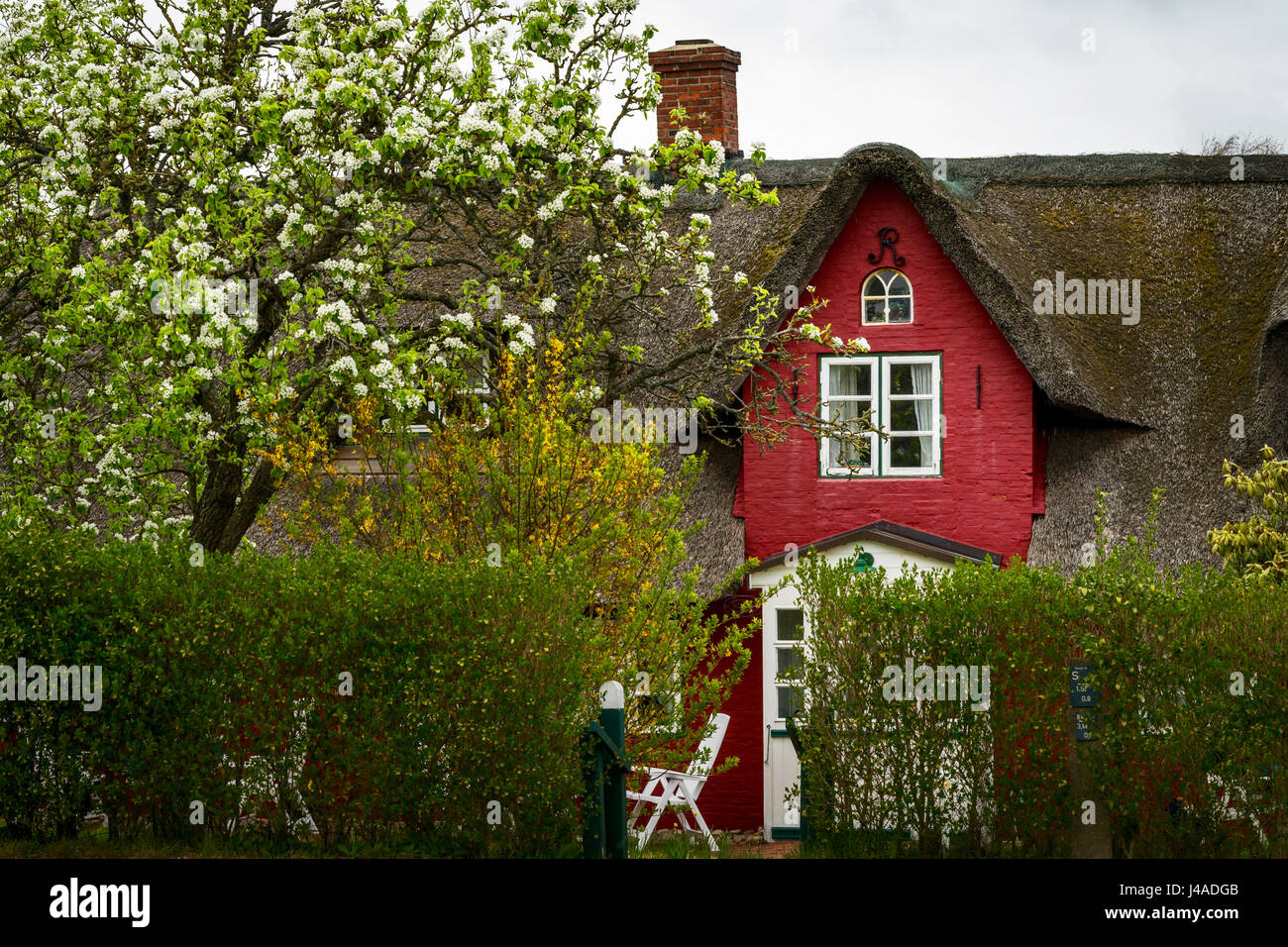 Alten friesischen rotes Haus mit Strohdach auf der kleinen Insel Amrum, Nordfriesland, Schleswig-Holstein, Deutschland Stockfoto