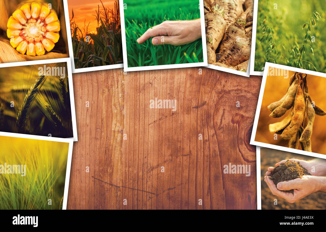 Landwirtschaft unter dem Motto Collage Fotos mit textfreiraum - Pflanzen, Anbau und Wachstum Stockfoto