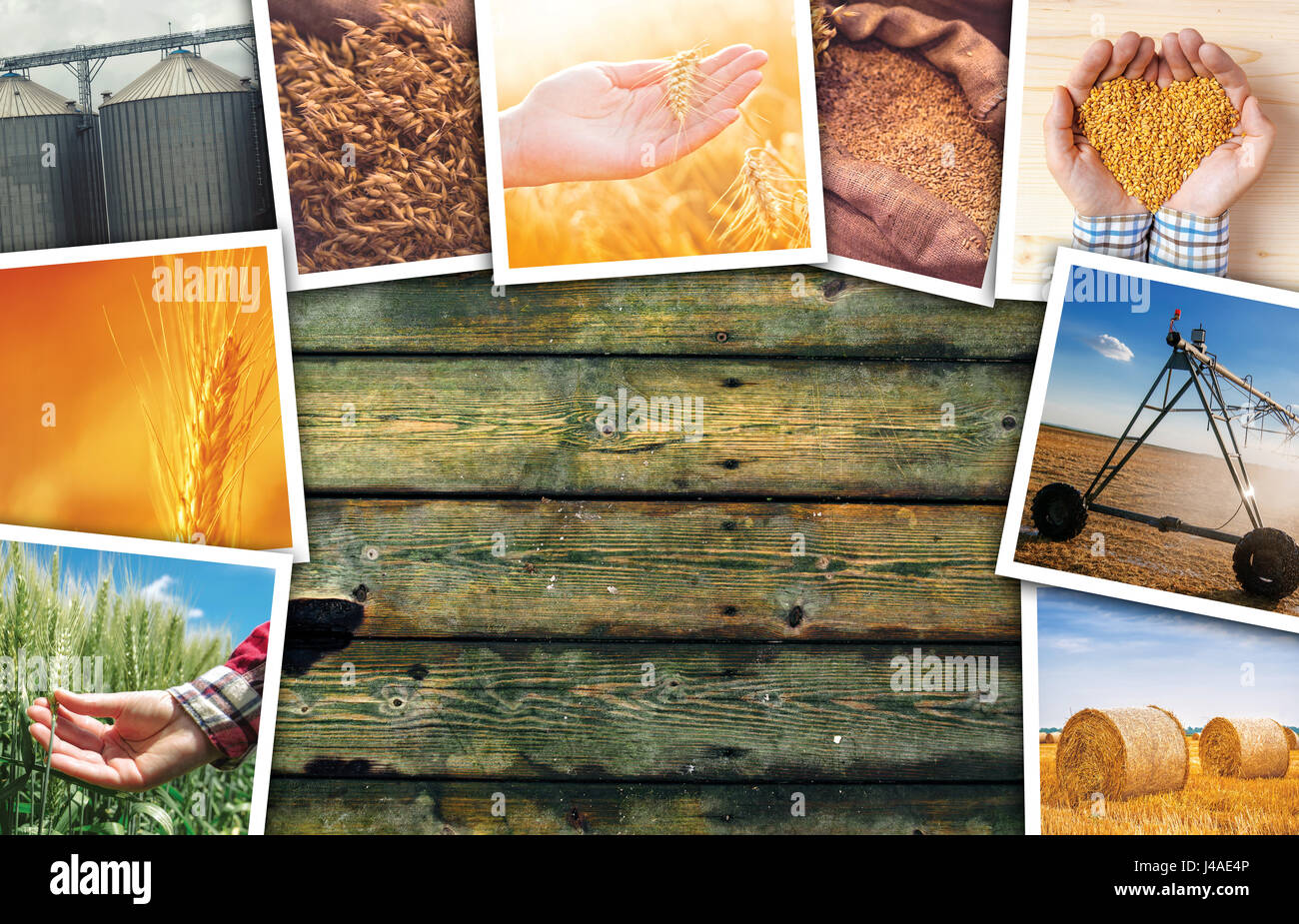 Foto-Collage, Sammlung von Fotos mit Wachstum und Ernte von Getreide Pflanzen Landwirtschaft Landwirtschaft Weizen Stockfoto