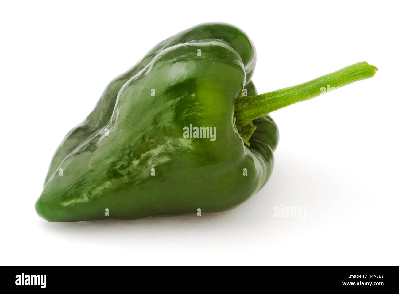 Poblano Chili Stockfoto