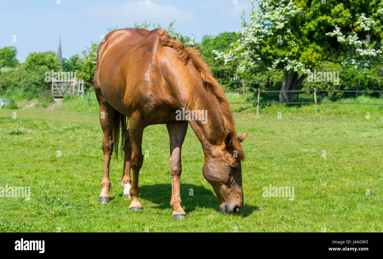Pferde grasen. Kastanie gefärbt Erwachsenen Pferd für sich allein in einem Feld, Weiden auf Rasen. Stockfoto