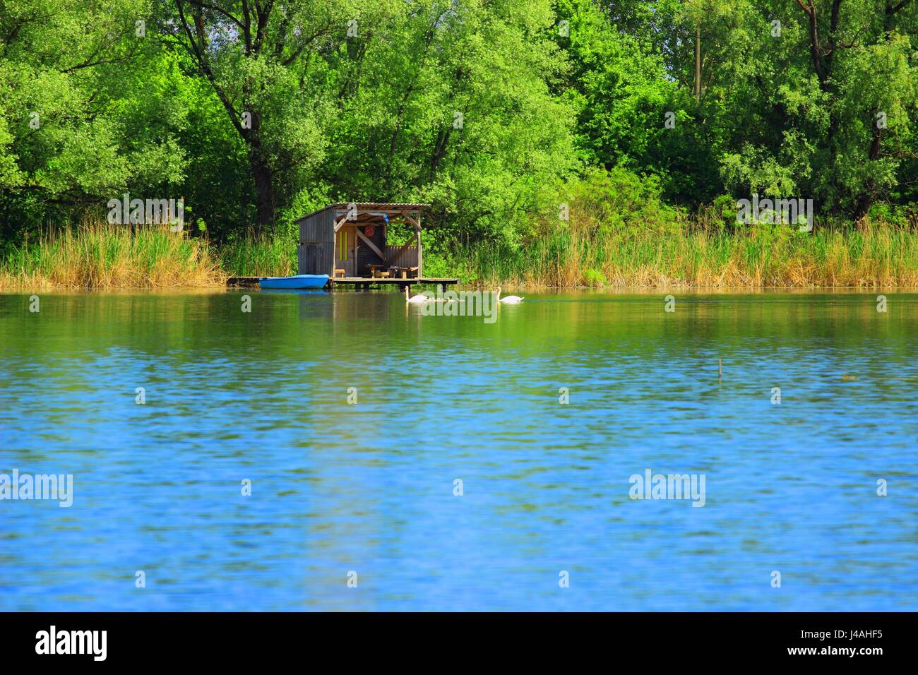 Familie der Schwäne auf dem See Stockfoto