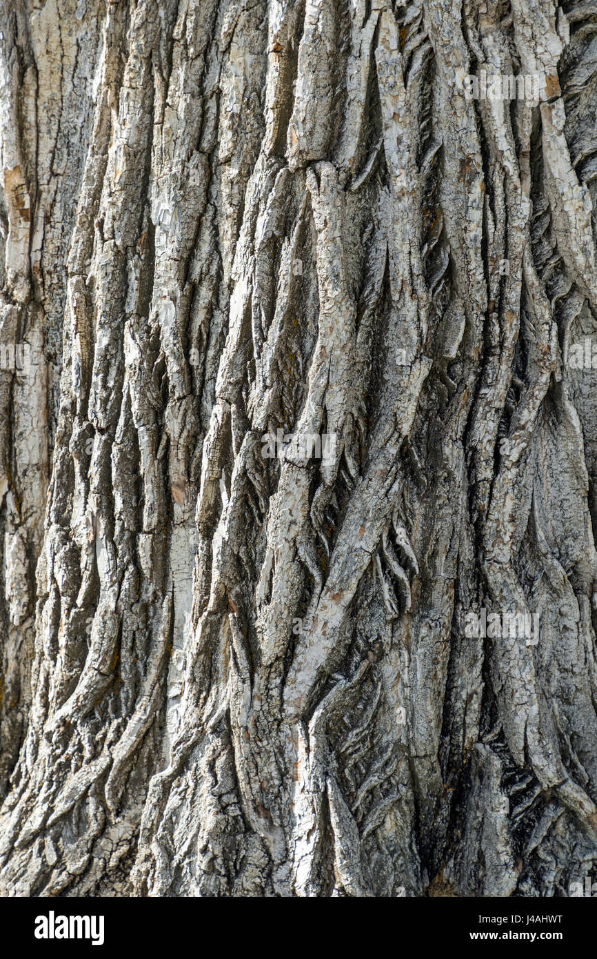 Nahaufnahme der Rinde auf großen alten Pappel Baum; Riverside Park; Salida; Colorado; USA Stockfoto