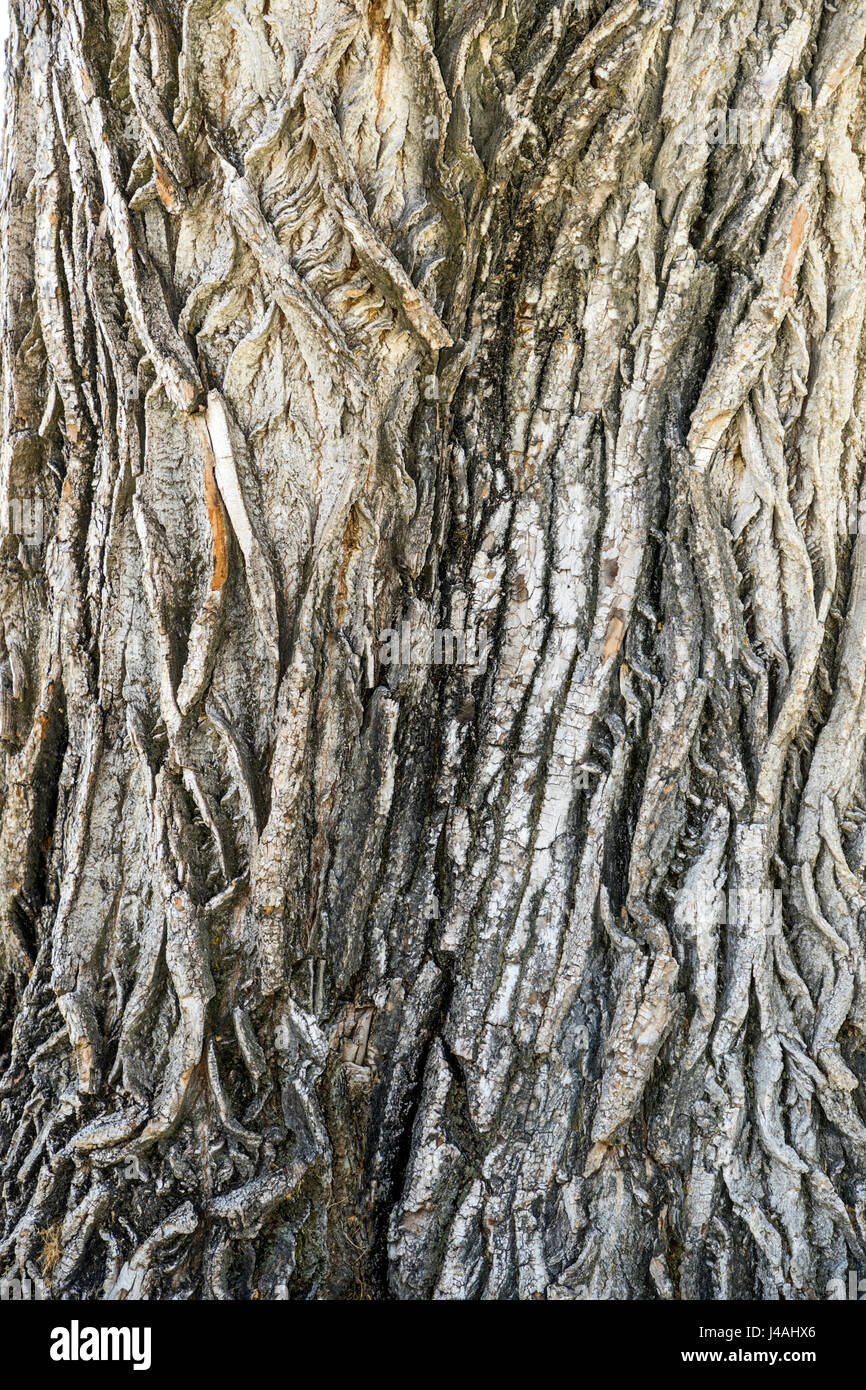 Nahaufnahme der Rinde auf großen alten Pappel Baum; Riverside Park; Salida; Colorado; USA Stockfoto
