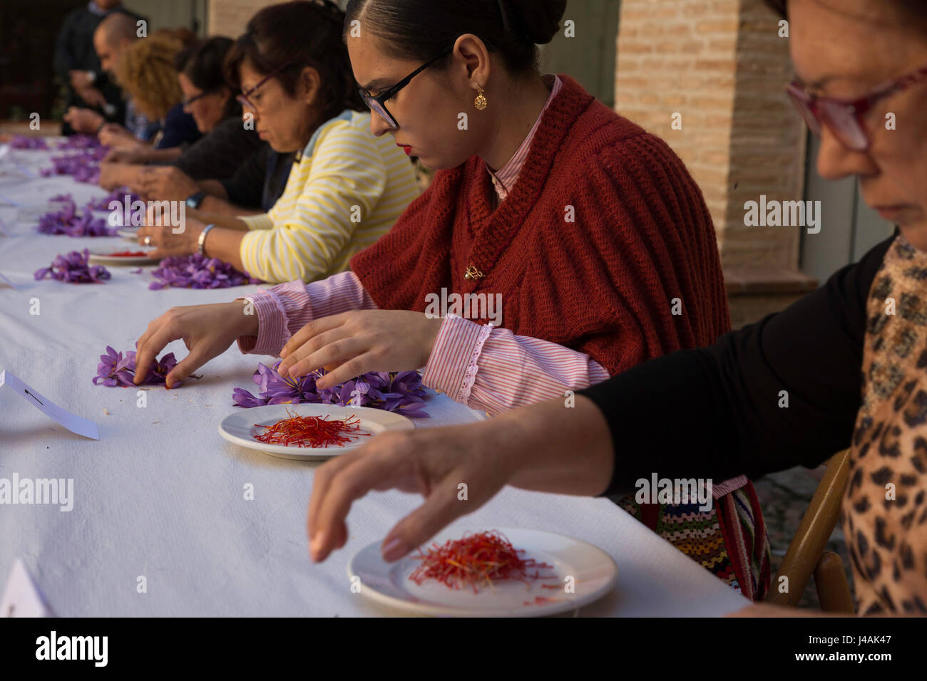 Safran-Peeling-Wettbewerb während der Safran Festival in Consuegra Stockfoto