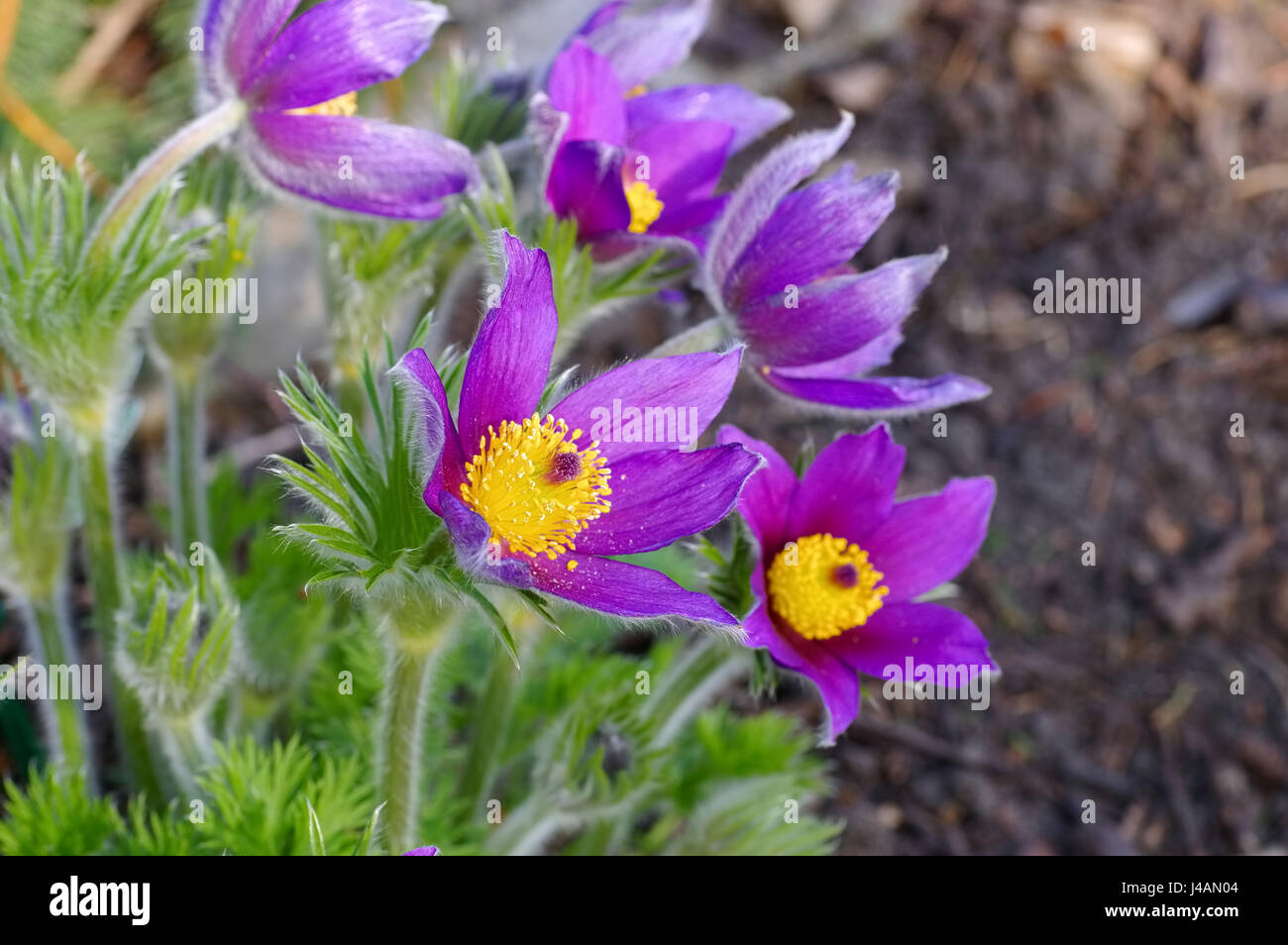 Pasque Blumenarten Windrad Blautöne violett Stockfoto