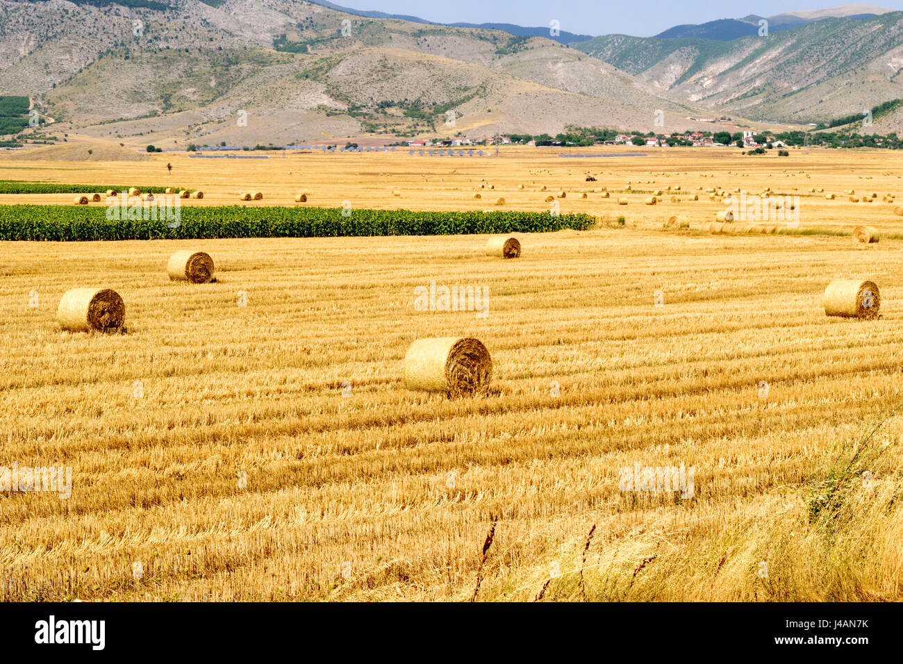 Es gibt viele große Runde Heuballen auf trocken geerntete Fahrerlager flach. Stockfoto